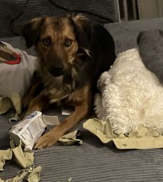 Hund liegt auf dem Sofa mit Futterspiel