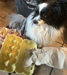 Papillon sucht Futter