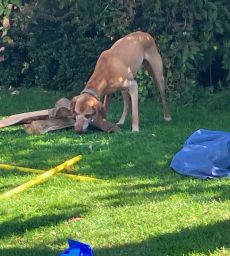 Viszla sucht im Parcour Futter