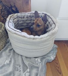 Henry in seinem Nest