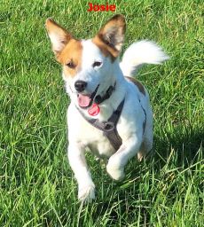 kleine Mischlingshündin