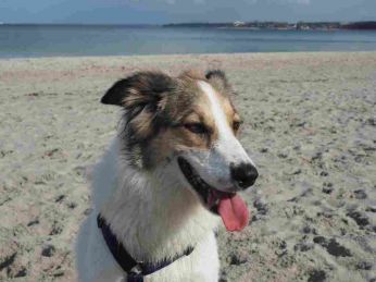 Kaja an der Ostsee