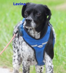 Griechische Mischlingshündin