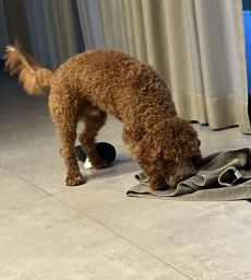 Roter Pudel sucht Futter