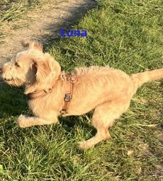 Susi: Die Hundespazier-Gruppe ist einfach großartig! Für meine Hündin Luna ist sie eine tolle Möglichkeit zur Sozialisierung – sie trifft andere Hunde, sammelt positive Erfahrungen und hat dabei jede Menge Spaß. Auch für mich sind die Treffen ein echter Gewinn: nette Gespräche, ein entspannter Austausch und immer wieder hilfreiche Tipps von Sabine, die mit viel Erfahrung und Herz dabei ist. Ich freue mich auf jeden einzelnen Spaziergang und kann die Gruppe nur wärmstens empfehlen! 🐾💛