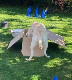 Hund sucht im Karton nach Futter