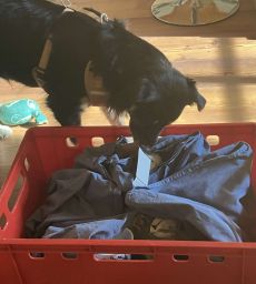 Hund sucht in Kiste nach Futter