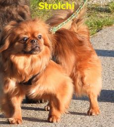Pekinese Mischling