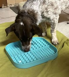 Hund an der Schleckmatte