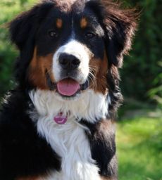 Berner Sennen Mischling