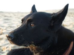 Schwarzer Hund