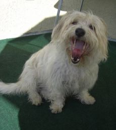 Debbie gähnt, da Kamera zu nah dran ist