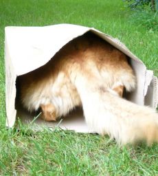 Hund verschwindet im Karton