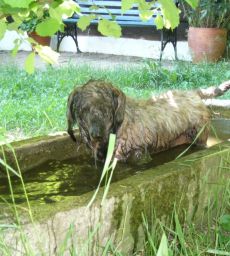Dackel im Wassertrog